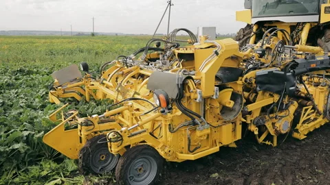 A close-up harvester harvests sugar beets in a field. Mechanized harvesting of Video stock 258293211
