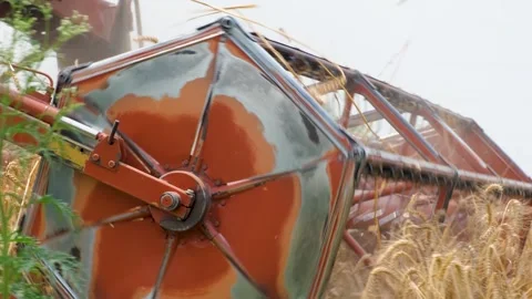 Close-Up of Harvester Header Collecting Wheat During Harvest Stock Footage 246476837