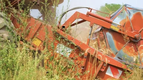 Close-Up of Harvester Header Collecting Wheat During Harvest Stock Footage 246476871