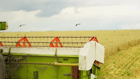 Close-up of the harvester header during harvesting. Stock Footage 260299380