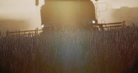Close-up harvester machine cut wheat crop in rural field. Combine harvesting Stock Footage 138176740