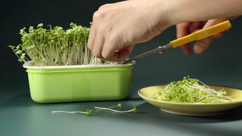 Close up of harvesting fresh broccoli microgreens with scissors and placing.. Stock Footage 345206835