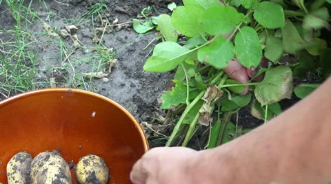 Close up on harvesting potatoes Vídeo Stock 41793748