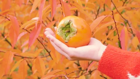 Close-Up Harvesting of Ripe Persimmon Fruit by Hand with Vibrant Autumn Foliage Stock Footage 339038416