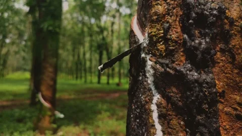 Close-Up of Harvesting Rubber Tree Sap Stock Footage 231370923
