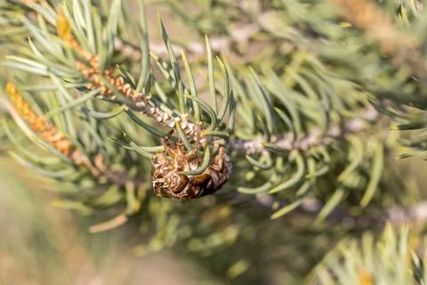 Close up hatched cicada exoskeleton left on a pine branch Stock Photos