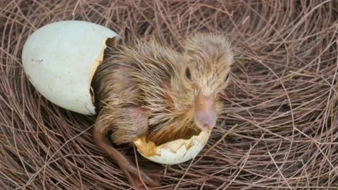 Close up of  Hatching Ducks. New Born Baby Duck. Stock Footage 164776541