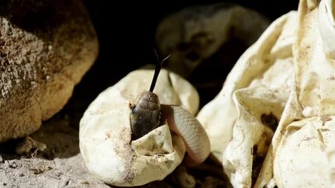 Close up of a hatchling Cape cobra emerging from it's egg, close up Stock Footage 129512985