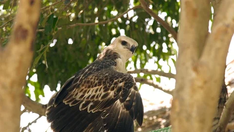 Close up hawk bird of prey snake eagle on green tree branch. Predatory bird in Video stock 96571068