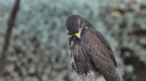 Close Up of Hawk Cleaning Itself Stock Footage 51679799
