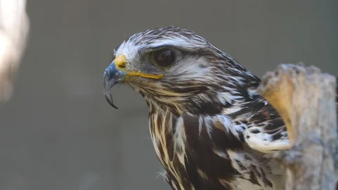 Close up of hawk or falcon Video stock 116114442