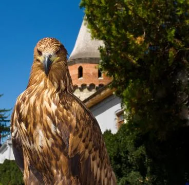 Close up of an hawk over castle background. Stock Photos