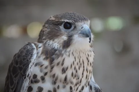 Close up hawk Foto stock