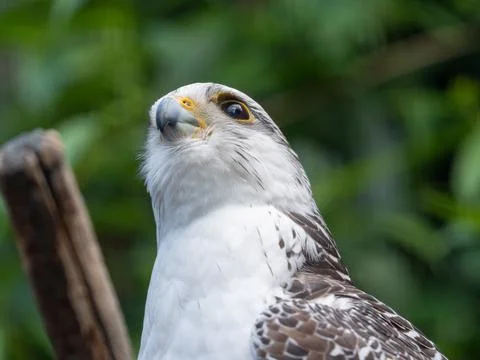 Close up of a hawk Stock Photos