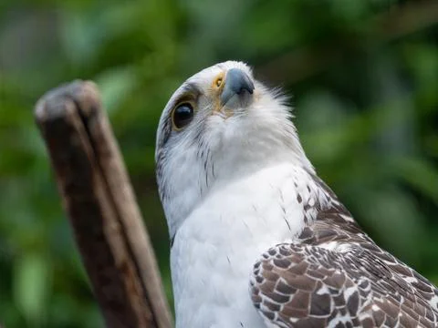 Close up of a hawk Stock-Fotos