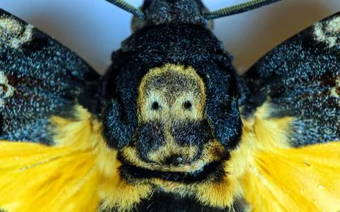 Close up of hawkmoth thorax with skull pattern formed by yellow and black hai 库存照片