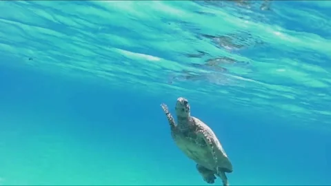 Close-Up Hawksbill Sea Turtle Surfacing to Breathe Near the Camera, Marsa Alam,  스톡 동영상 343315879