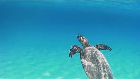 Close-Up Hawksbill Sea Turtle Surfacing to Breathe Near the Camera, Marsa Alam,  Stockbeeldmateriaal 343316148