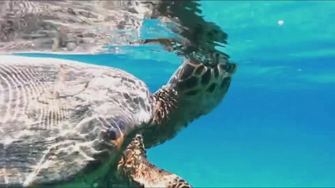 Close-Up Hawksbill Sea Turtle Surfacing to Breathe Near the Camera, Marsa Alam,  Stock-Footage 343316149