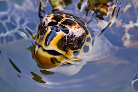 Close up of a hawksbill turtle's face Stock Photos