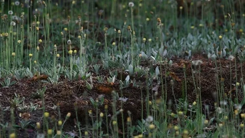 Close-up on a Hawkweed during sunset with dynamic light Video stock 77101791
