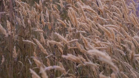 Close up of hay blowing in the wind 스톡 동영상 91242177