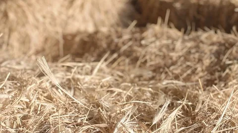 Close up of hay Stock Footage 83470615