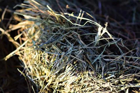 Close up of hay on the ground in the sunlight Stock Photos
