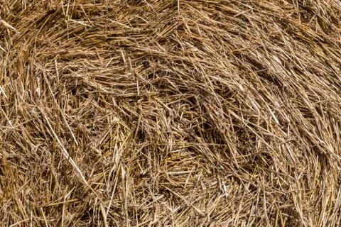 Close-up on a hay. Stock Photos