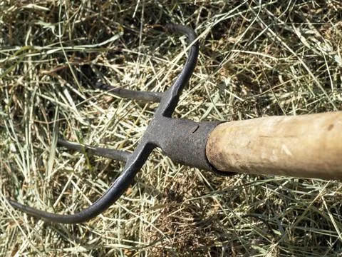 Close up hay on a pitchfork. A stack of freshly mown grass. Concept of rural  Stock Photos