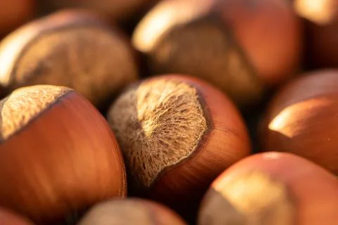 Close up of Hazelnut kernels - Food Frame Background Stock Photos