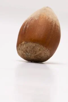 Close up of hazelnut with the shell isolated on white background Stock Photos