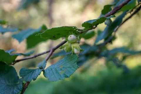 Close up of a hazelnut in a tree Fotos de archivo