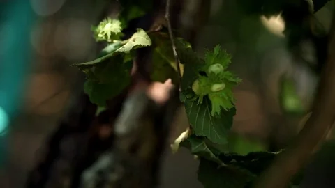 Close up of hazelnuts 2 Stock Footage 78985028