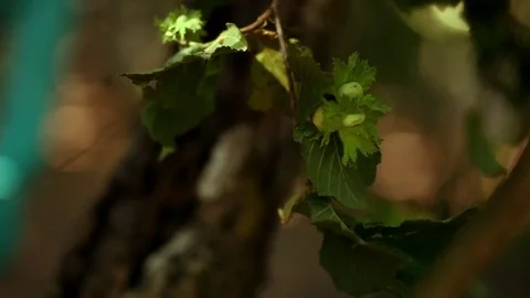 Close up of hazelnuts 3 Stock Footage 78984763