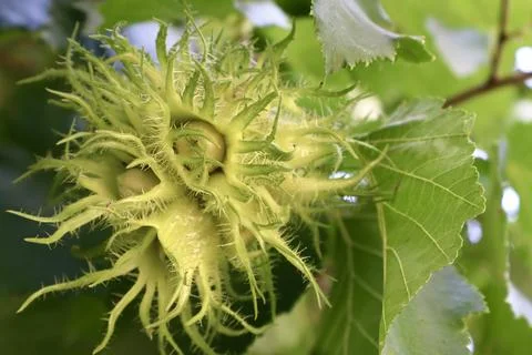 Close-up of hazelnuts growing on a tree Stock Photos