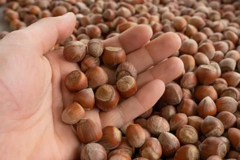 Close up hazelnuts. Hazelnut composition and . Turkish hazelnuts Stockfoto's