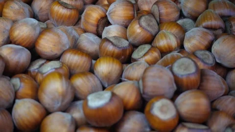 Close-up of hazelnuts. Hazelnuts in shell, large quantity. Stock Footage 309883362