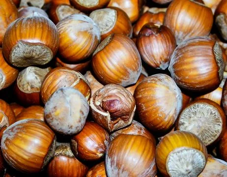 Close up hazelnuts surface showing natural nut texture and organic food detai Stock Photos