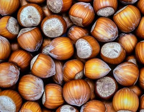 Close up hazelnuts surface showing natural nut texture and organic food detai Stock Photos