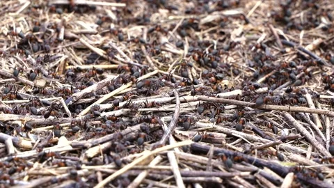 Close-up HD video of big ants working in anthill Stock Footage 154237307