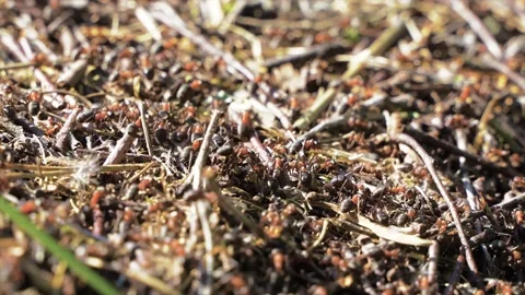 Close-up HD video of big ants working in anthill Stock Footage 157322826