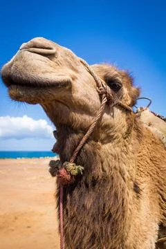 Close up of the head of an African camel. Stock Photos