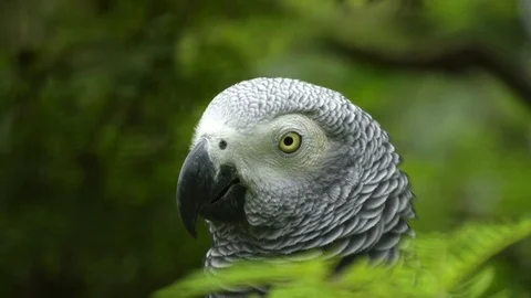 Close up of the head of an african grey parrot Stock Footage 79943318