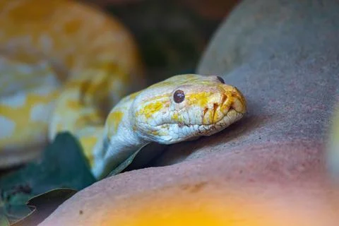 Close-up of the head of an albino Burmese python. Stock Photos