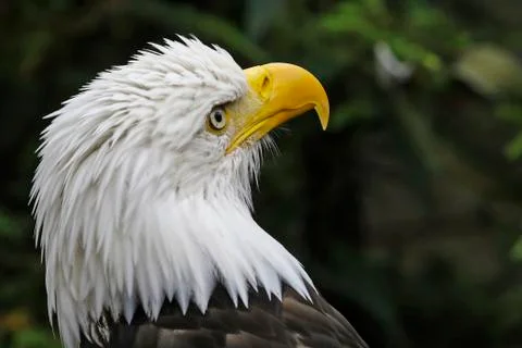 Close-up of the head of an American Bald Eagle (Haliaeetus leucocephalus) Stock Photos
