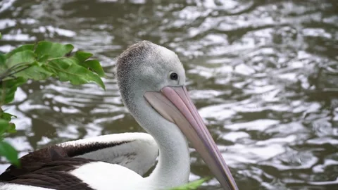 Close-up of a head and a beak of the beautiful white and black pelican 動画素材 150333637