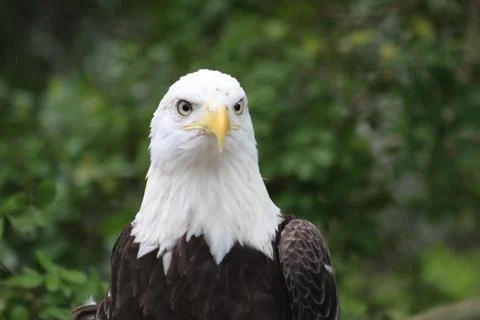 Close-up of the Head and Bust of a Bald Eagle Stock-Fotos
