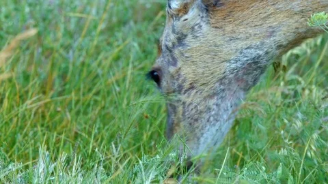 Close-up of head and legs North American Blacktail Mule Deer Doe Grazing in Stock Footage 81607004