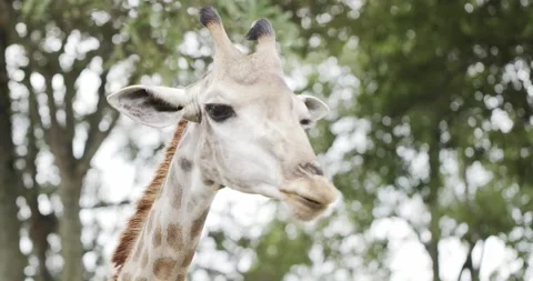Close up, The  head and long neck of a giraffe animal pattern. Stock Footage 166815349